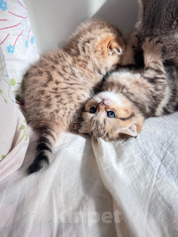 Кошки в других городах Московской области: Котенок Девочка, 25 000 руб. - фото 4