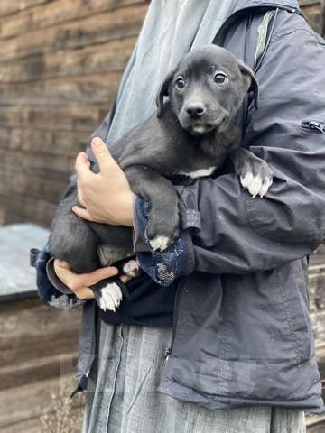 Кошки в Москве: Очаровательные малышки - сестрёнки  ищут дом! Девочка, 1 руб. - фото 8