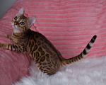 Кошки в Санкт-Петербурге: Бенгальский котенок девочка Девочка, 45 000 руб. - фото 3