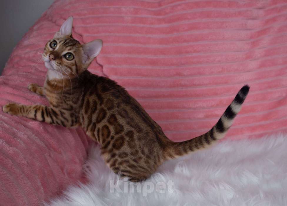 Кошки в Санкт-Петербурге: Бенгальский котенок девочка Девочка, 45 000 руб. - фото 3