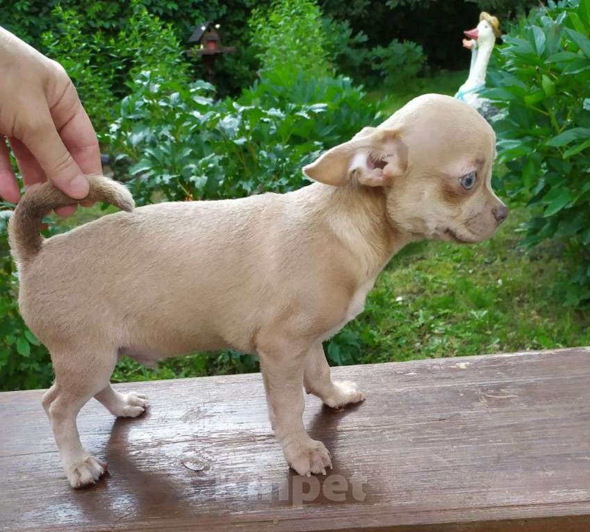 Собаки в Москве: лиловый мальчик симпатичный Мальчик, 45 000 руб. - фото 4