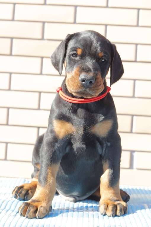 Собаки в других городах Ленинградской области: Щенок добермана Мальчик, 130 000 руб. - фото 1