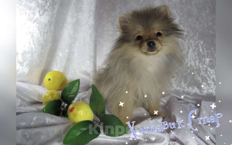 Собаки в Москве: Мальчик померанского шпица Мальчик, Бесплатно - фото 2