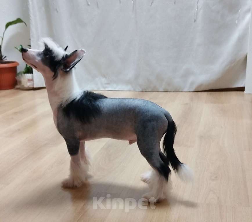 Собаки в Санкт-Петербурге: Предлагаются голые мальчики китайской хохлатой собаки Мальчик, 30 000 руб. - фото 8