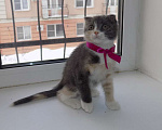Кошки в Москве: Шотландский вислоухий короткошёрстный котёнок Девочка, 12 000 руб. - фото 2