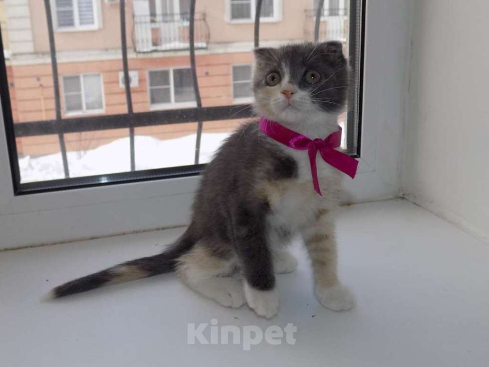 Кошки в Москве: Шотландский вислоухий короткошёрстный котёнок Девочка, 12 000 руб. - фото 2
