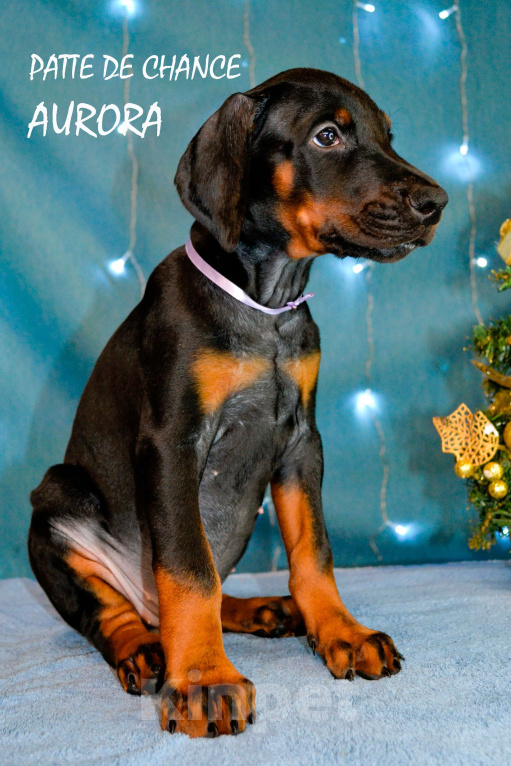 Собаки в Санкт-Петербурге: Щенок добермана Аврора Девочка, 90 000 руб. - фото 2