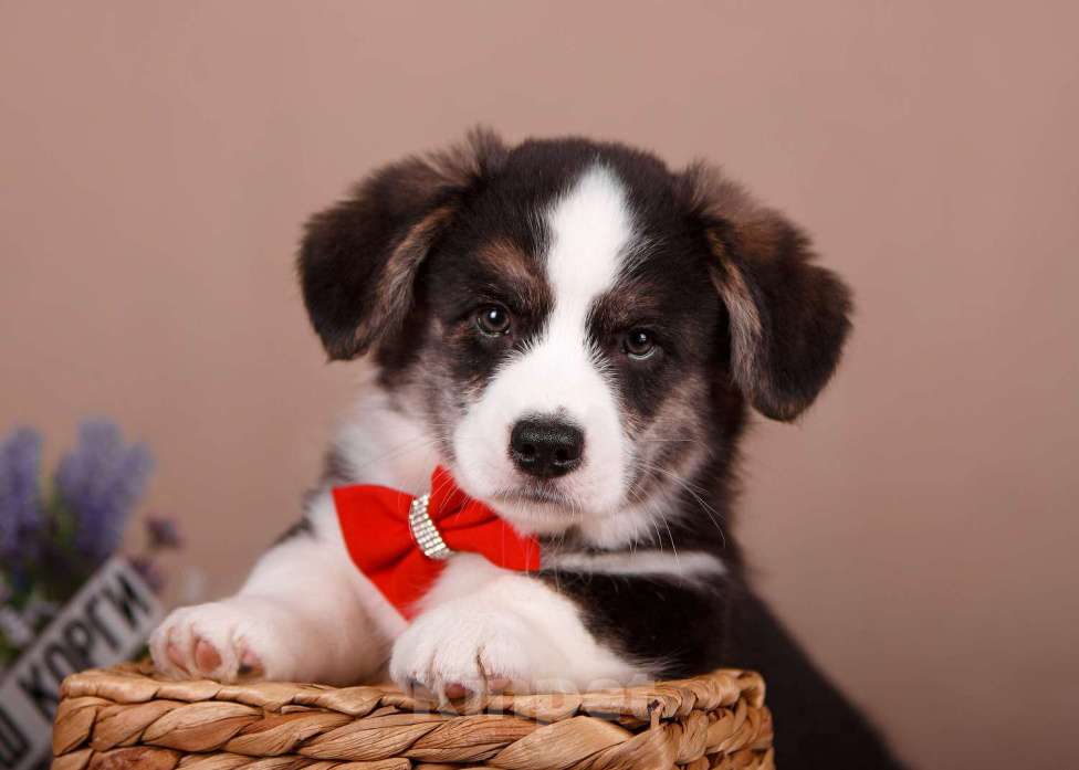 Собаки в других городах Ленинградской области: Нарядный кобель вельш корги кардиган ждёт родителей !  Мальчик, 60 000 руб. - фото 1