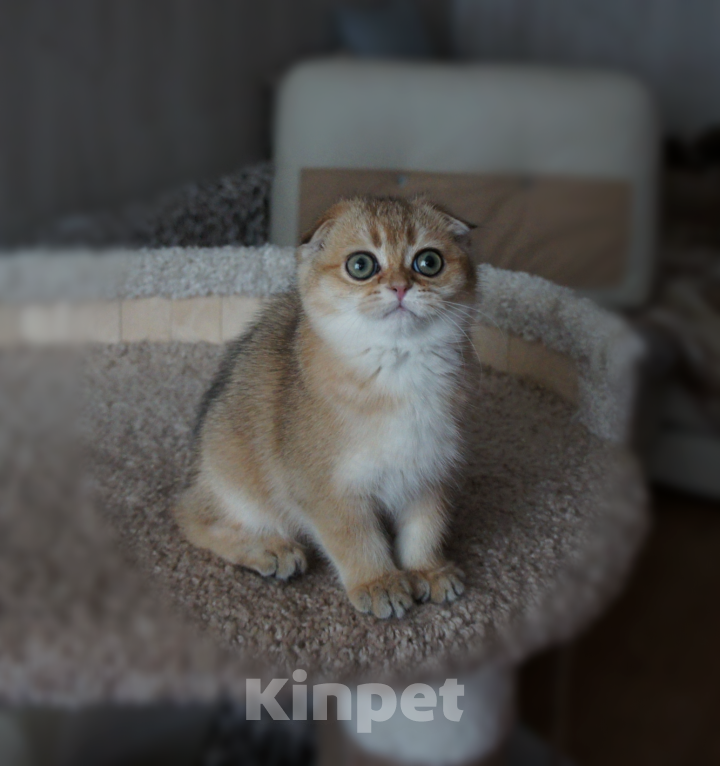 Кошки в Санкт-Петербурге: Золотая вислоухая. Девочка, Бесплатно - фото 3