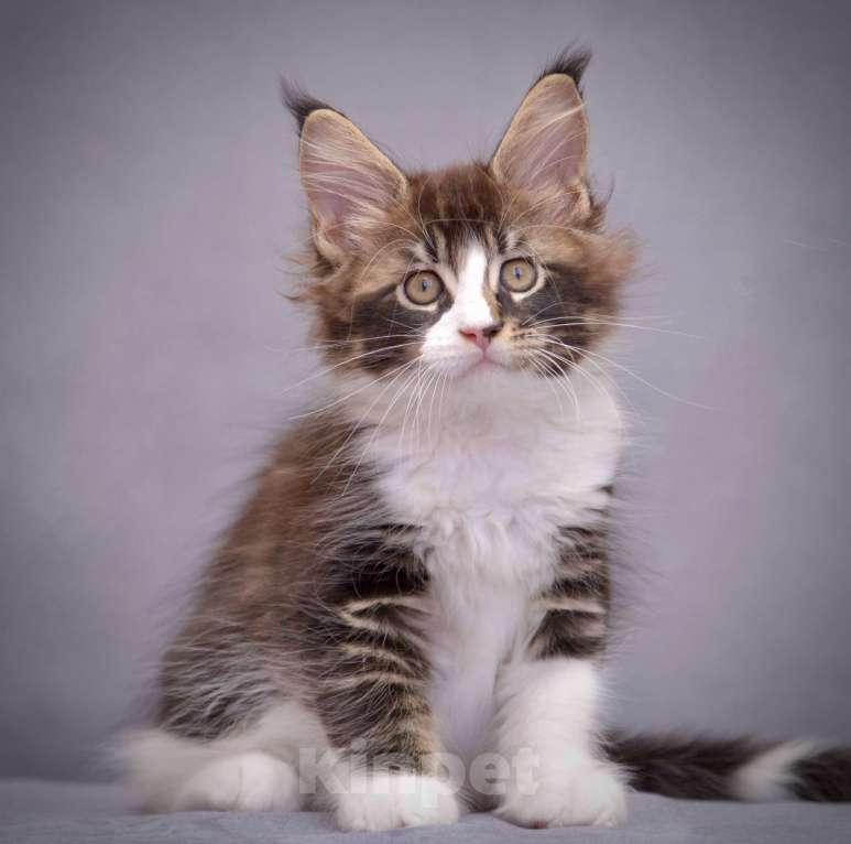 Кошки в Краснодаре: Мейн-кун Мальчик, 80 000 руб. - фото 3