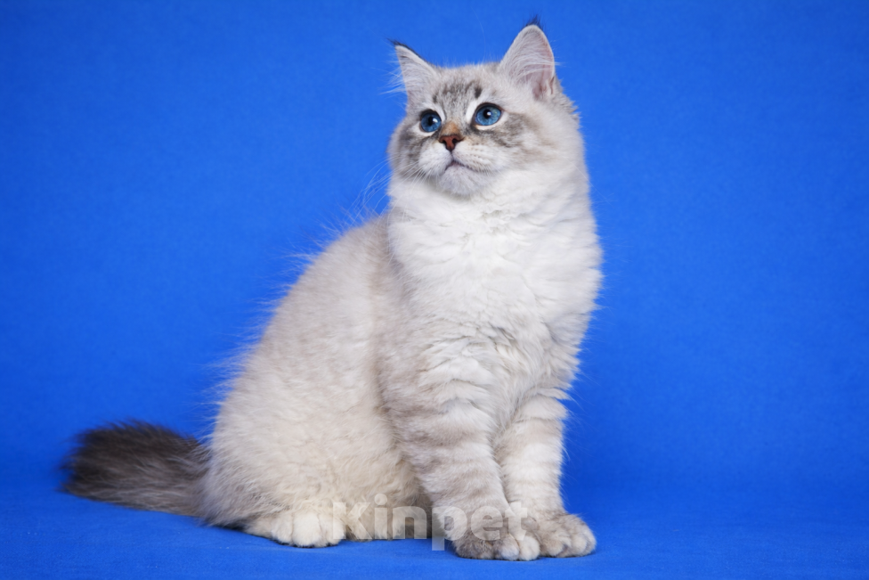 Кошки в Москве: Baron порода Невская маскарадная Мальчик, 60 000 руб. - фото 1