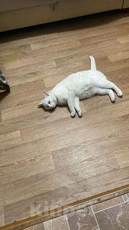 Кошки в Химках: Белая красотка  Девочка, Бесплатно - фото 2