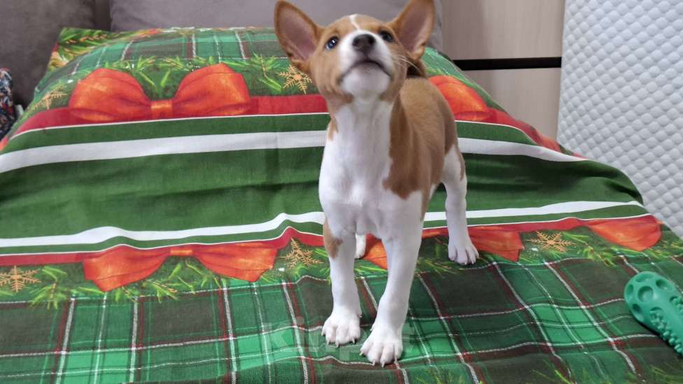 Собаки в Краснокамске: Продажа щенков. Мальчик, 60 000 руб. - фото 1