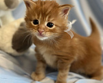 Кошки в Тюмени: Котята мейкун Девочка, 5 000 руб. - фото 4