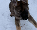 Собаки в Сургуте: Немецкая овчарка рабочего разведения Мальчик, Бесплатно - фото 3