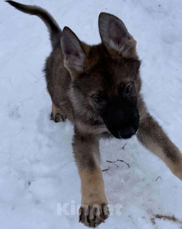 Собаки в Сургуте: Немецкая овчарка рабочего разведения Мальчик, Бесплатно - фото 3