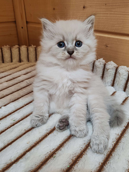 Мальчик Кубик