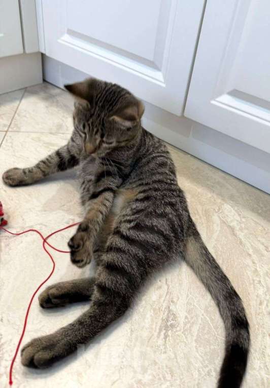 Кошки в Москве: Серый котенок малыш Гномик ищет дом Мальчик, 1 руб. - фото 3