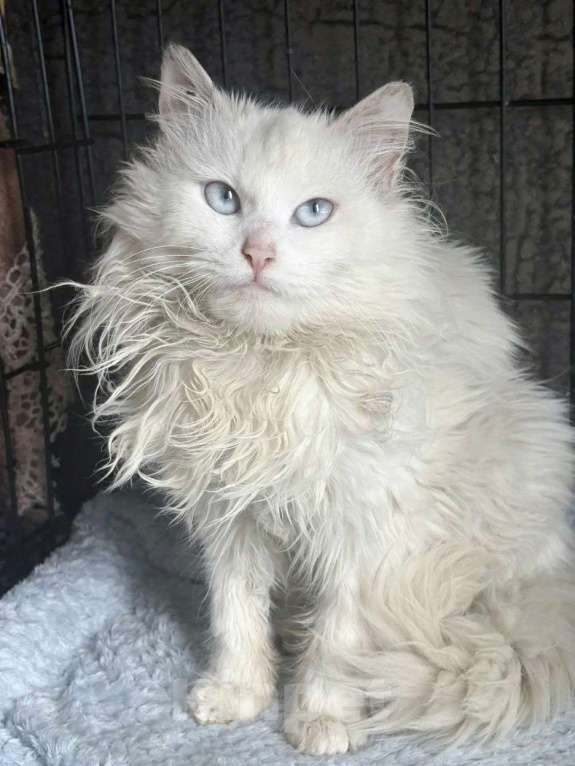 Кошки в Москве: Водга ищет дом Девочка, Бесплатно - фото 2