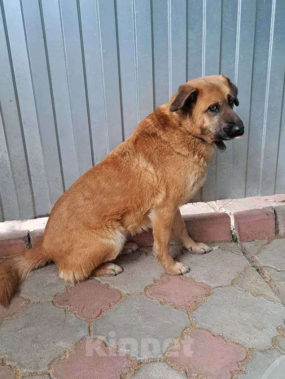 Собаки в Москве: Некрупный солнечный пес Айк ищет дом Мальчик, 10 руб. - фото 3