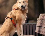 Собаки в Москве: Чудесный парень Арни ищет семью. Мальчик, 10 руб. - фото 2