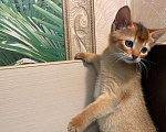 Кошки в Сальске: Абиссинские котята, 25 000 руб. - фото 1