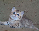 Кошки в Тутаеве: Шотландские котята золотого окраса., 8 000 руб. - фото 3