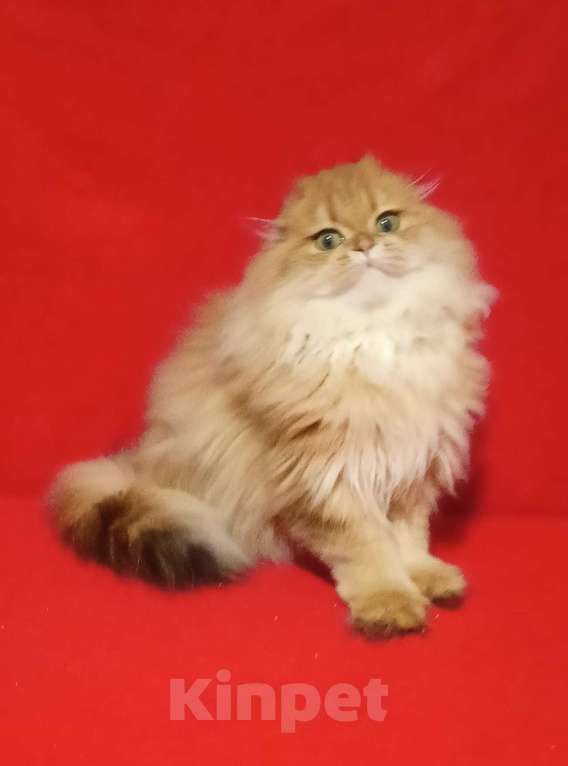 Кошки в Москве: Золотой мраморный котик хайленд Мальчик, 20 000 руб. - фото 2