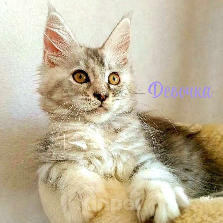 Кошки в Энгельс: Предлагаем очаровательных котят Мейн-кун, выращенных в любви и заботе. Малыши очень ласковые. Мальчик, Бесплатно - фото 4