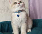 Кошки в Москве: Британский котенок Мальчик, 39 000 руб. - фото 2