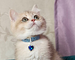 Кошки в Москве: Британский котенок Мальчик, 39 000 руб. - фото 2