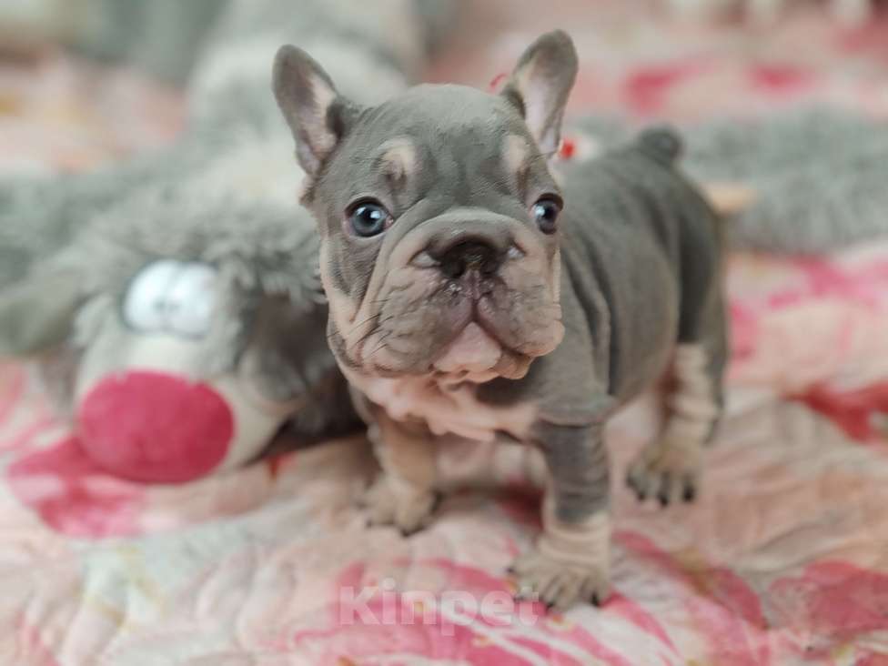 Собаки в Санкт-Петербурге: Шикарный лиловый мальчик  Мальчик, 120 000 руб. - фото 1