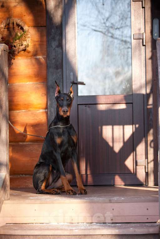 Собаки в Москве: Щенок доберман Девочка, 70 000 руб. - фото 4