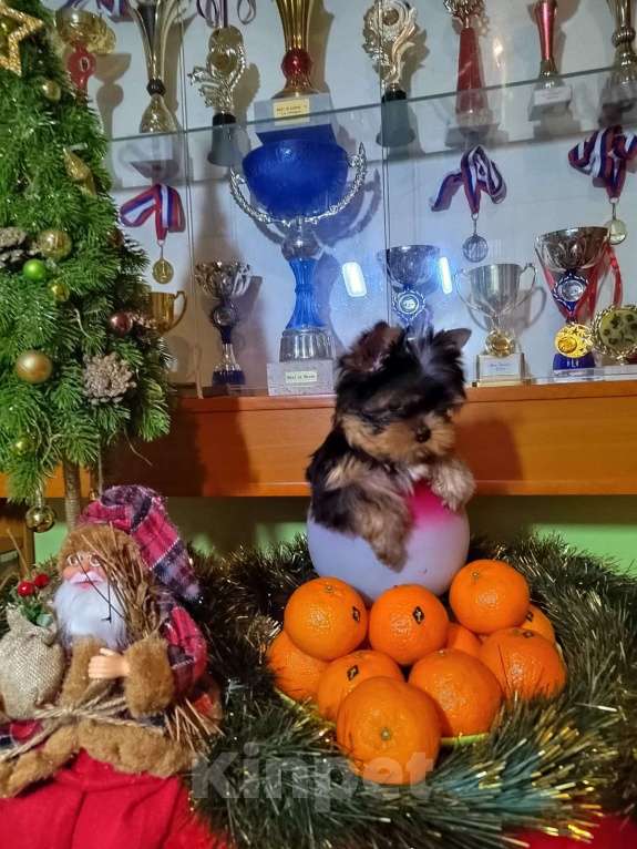 Собаки в Москве: Йоркширский терьер. Девочка Девочка, Бесплатно - фото 3