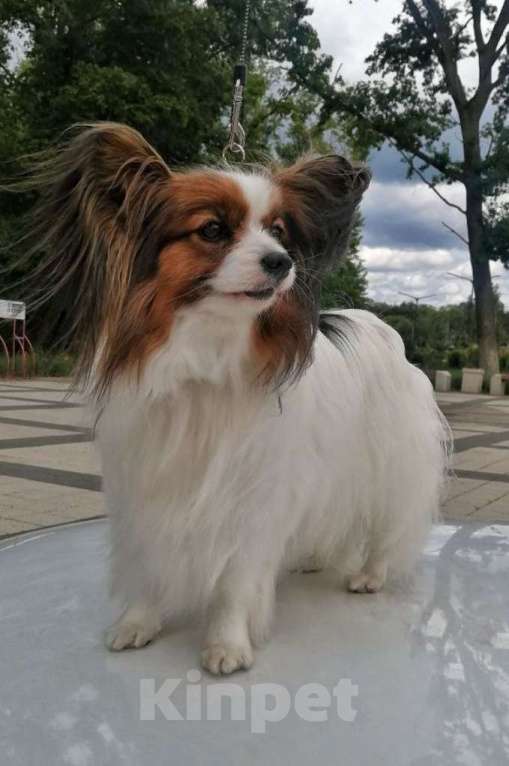 Собаки в Новокубанске: Щенок Папийона Девочка, 35 000 руб. - фото 9