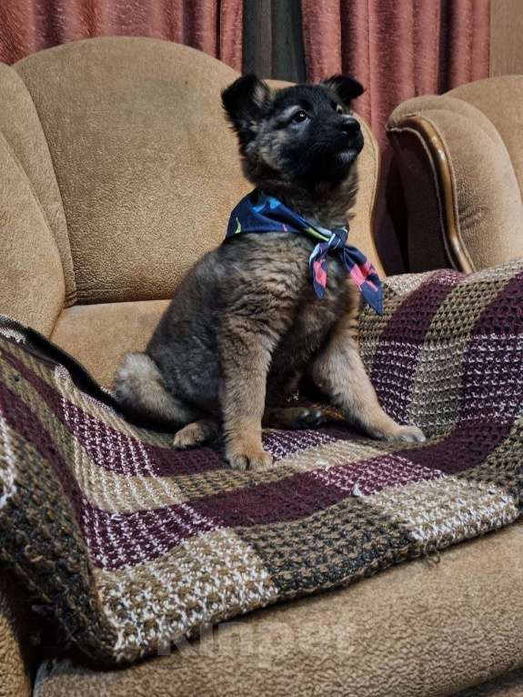 Собаки в Красногорске: Маленькие пушистые комочки счастья ищут свой дом! Разнополые, Бесплатно - фото 10