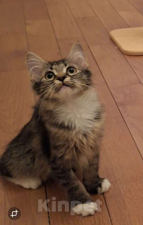 Кошки в Москве: Лаванда Девочка, Бесплатно - фото 5