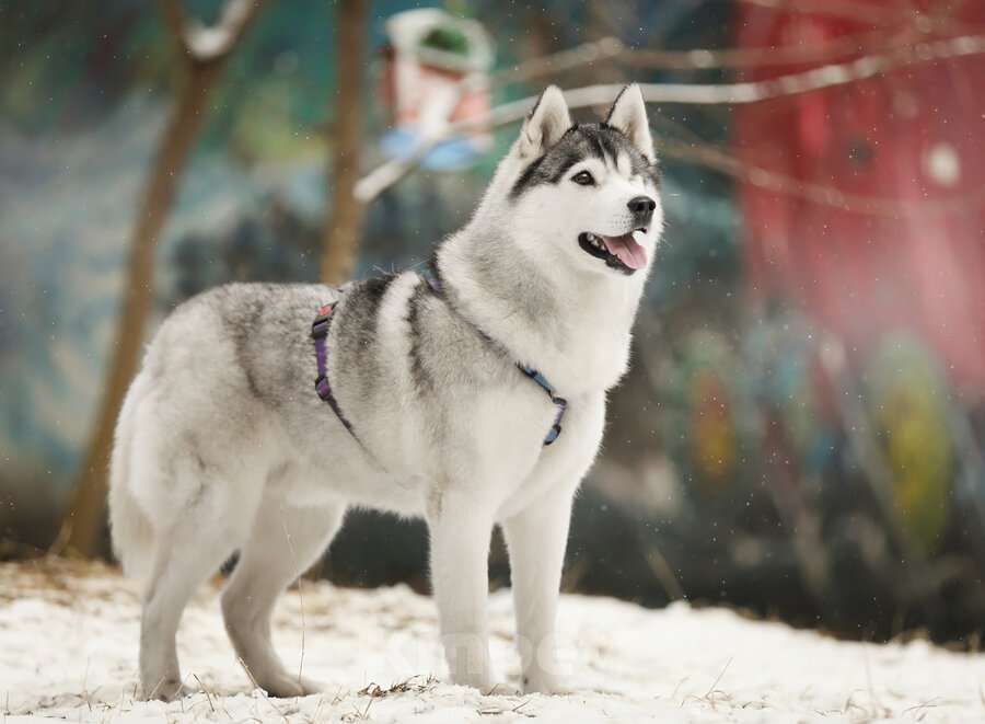Собаки в Москве: Замечательный хаски Марсель очень срочно ищет дом и заботливых родителей! Мальчик, Бесплатно - фото 2