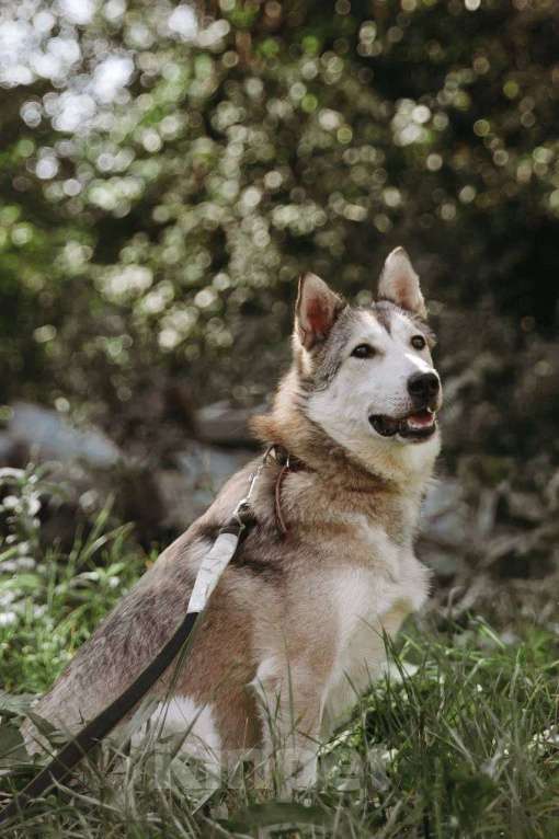 Собаки в Москве: Идеальная квартирная хаски Хасенька! Девочка, 1 руб. - фото 4