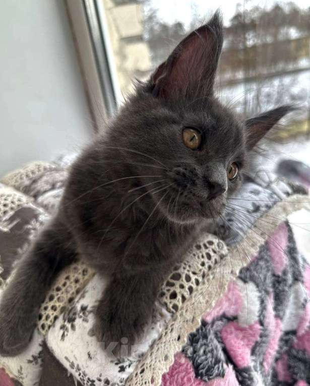 Кошки в Санкт-Петербурге: Продажа мейн-кун питомник Девочка, 30 000 руб. - фото 6