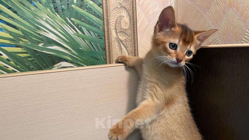 Кошки в Сальске: Абиссинские котята, 25 000 руб. - фото 1