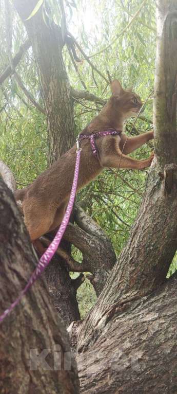 Кошки в Брянске: Абиссинская кошка Девочка, 20 000 руб. - фото 7