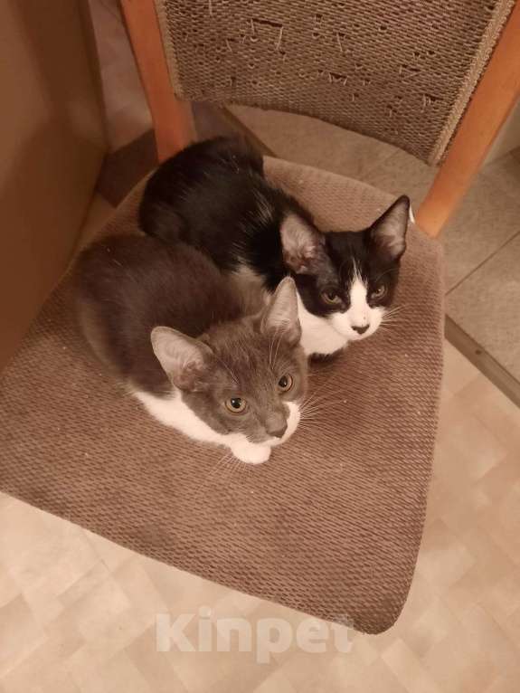 Кошки в Ростове-на-Дону: Отдам бесплатно котят Мальчик, Бесплатно - фото 3