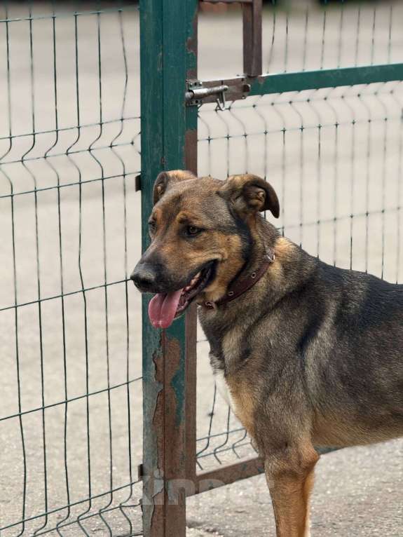 Собаки в Москве: Харви Мальчик, Бесплатно - фото 5