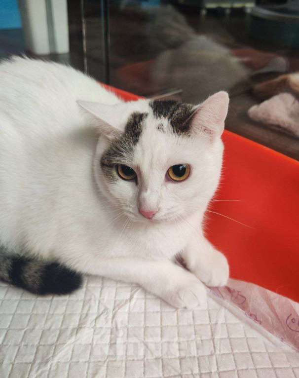 Кошки в Москве: Куратор в больнице. Кошкой некому заниматься Девочка, Бесплатно - фото 4