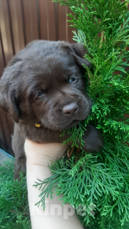 Собаки в Курске: Лабрадор-Ретривер, щенки. Девочка, 50 000 руб. - фото 4