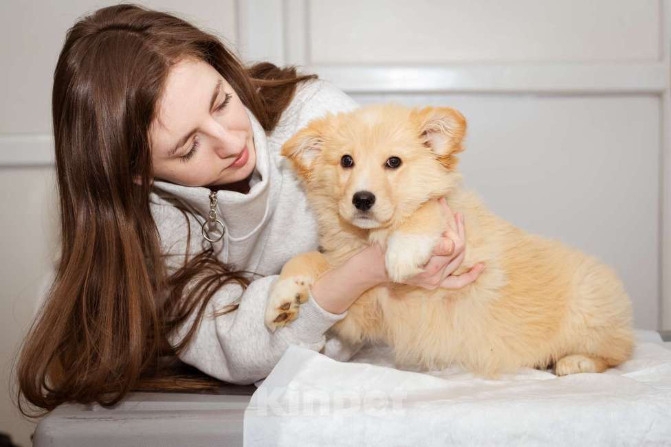Собаки в Москве: Щенок-мальчик в добрые руки Мальчик, Бесплатно - фото 8