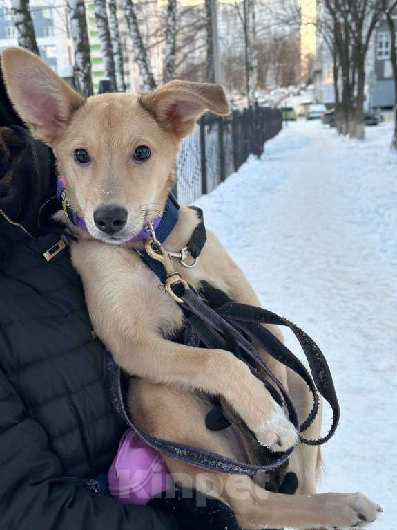 Собаки в Уфе: Щенок Девочка, 300 руб. - фото 5