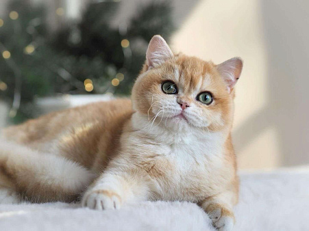 Объявление: Британский котенок Брусника, 60 000 руб., Москва
