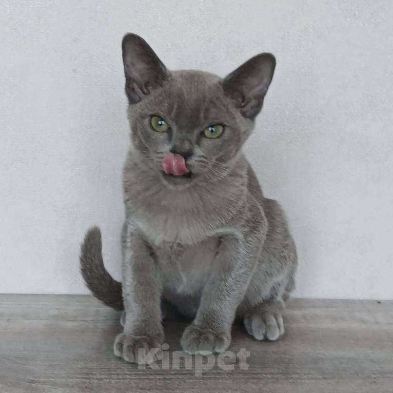 Кошки в других городах Ленинградской области: Котята европейской бурмы Мальчик, 30 000 руб. - фото 7